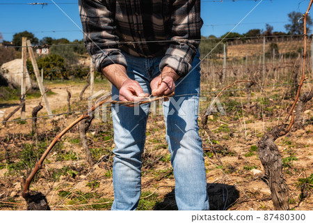 Farmer pruning the vine in winter. Agriculture. Farmer pruning the vine in winter. Agriculture. 87480300
