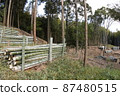 Bamboo forest felling 87480515