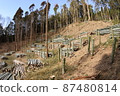 Bamboo forest felling 87480814
