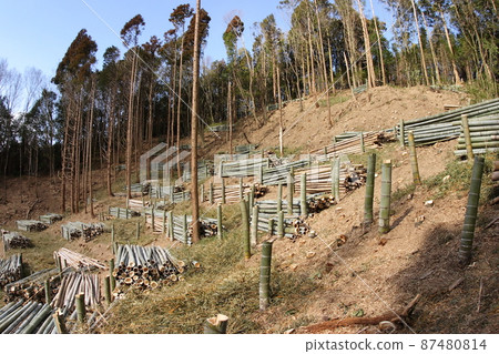 Bamboo forest felling 87480814