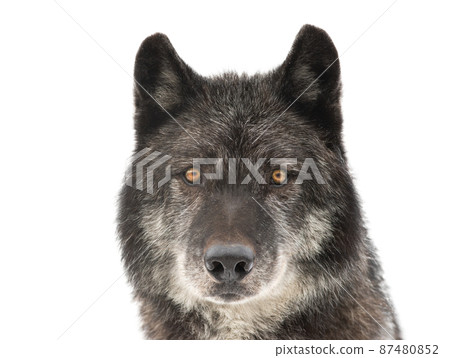 portrait of canadian black wolf isolated on white background portrait of canadian black wolf isolated on white background 87480852