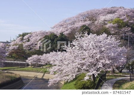 Mimuroyama where the cherry blossoms are in full bloom 87481547