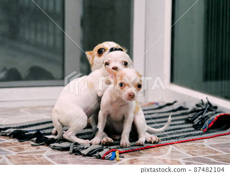 Family of chihuahua looking at camera Family of chihuahua looking at camera 87482104