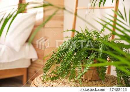 Green plants in bedroom. Home design ideas Green plants in bedroom. Home design ideas 87482413