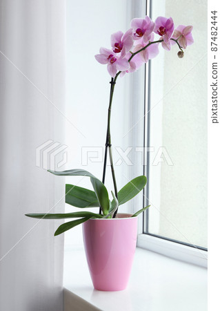 Beautiful potted Phalaenopsis orchid on window sill indoors Beautiful potted Phalaenopsis orchid on window sill indoors 87482444