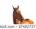 Portrait of a bay horse in a leather brown halter on a white background 87482737