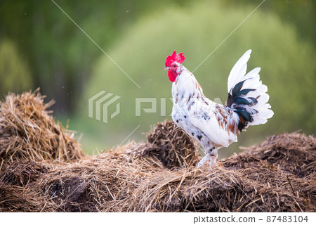 Beautiful motley rooster walks around the yard in village 87483104