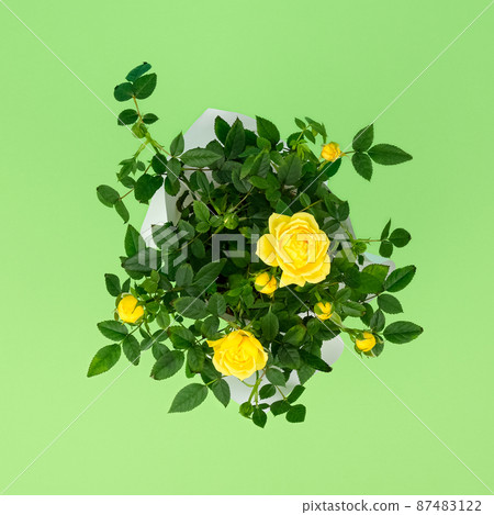 Top view on beautiful small bush of yellow roses in a pot isolated on light green background. Home plants and gardening concept Top view on beautiful small bush of yellow roses in a pot isolated on light green background. Home plants and gardening concept 87483122