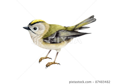Golden-crowned kinglet bird watercolor illustration. Hand drawn realistic small forest songbird. Regulus regulus illustration. Tiny golden-crowned kinglet on white background 87483482