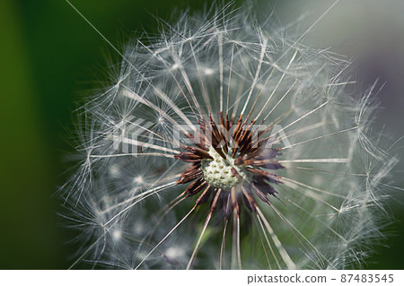 Bud of a dandelion. Dandelion white flower in green grass close up view Bud of a dandelion. Dandelion white flower in green grass close up view 87483545