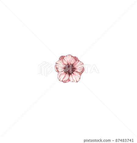 Watercolor orange anemones flowers on a white background Watercolor orange anemones flowers on a white background 87483741