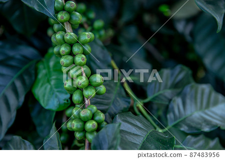 Coffee Crop, Plant, Crop - Plant, Fruit, Farmer 87483956