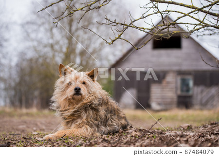 Dog is waiting for its owner against the backdrop of an abandoned old house in the village 87484079