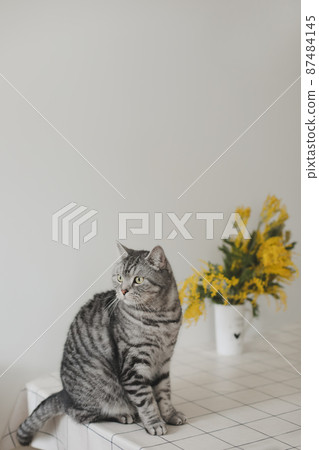 Funny cat and mimosa branches on a white background at home. 87484145