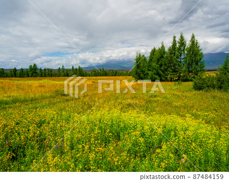 Mountain alpine woodland. Spring atmospheric green forest landscape. Alpine calm landscape of a blooming spring field with cedars. Mountain alpine woodland. Spring atmospheric green forest landscape. Alpine calm landscape of a blooming spring field with cedars. 87484159