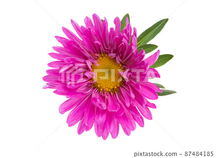 aster flower isolated aster flower isolated 87484185