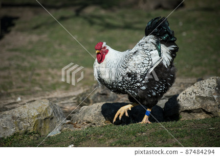 Portrait of black and white chicken in a farm Portrait of black and white chicken in a farm 87484294