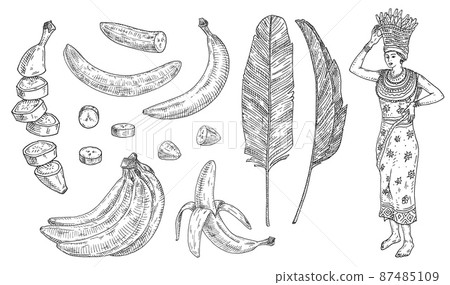 Set with banana. Whole, half, pieces peeled and unpeeled fruits. Vintage vector engraving Set with banana. Whole, half, pieces peeled and unpeeled fruits. Vintage vector engraving 87485109