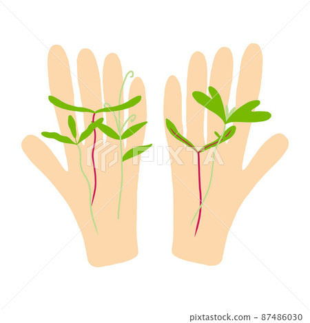 In the hands of sprouts. Microgreens in hand. Vector illustration isolated on white background. 87486030