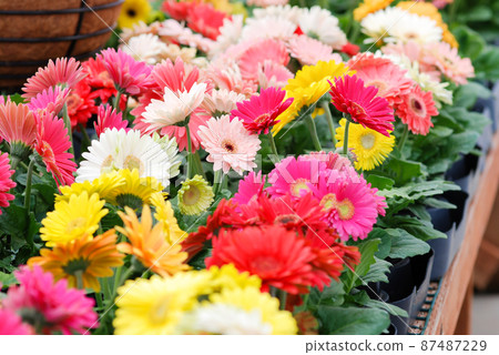 Blurry Red Yellow colour Gerbera daisy. Gerbera plant in pot on the table. 87487229