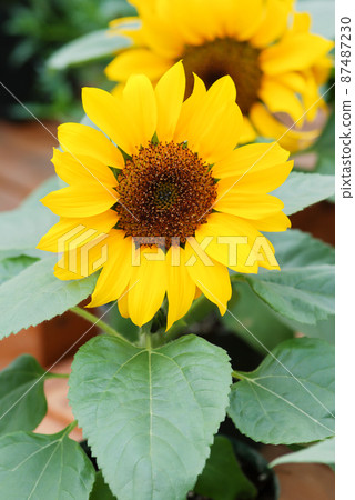Helianthus annuus, small and potted sunflowers. small flower size Helianthus annuus, small and potted sunflowers. small flower size 87487230
