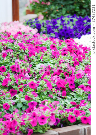 Blur focus Petunia, Petunias in the tray,Petunia in the pot Blur focus Petunia, Petunias in the tray,Petunia in the pot 87487231