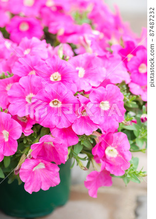 Blur focus Petunia, Petunias in the tray,Petunia in the pot 87487232