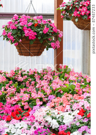 impatiens in potted, scientific name Impatiens walleriana flowers also called Balsam, flower bed of blossoms 87487233