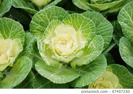 Ornamental cabbage in botanical garden, flowers and plants, environment 87487280