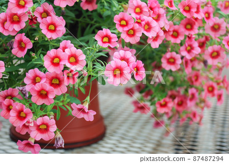 Petunia, Petunias in the tray,Petunia in the pot 87487294