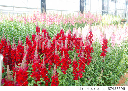colorful Snapdragon (Antirrhinum majus) blooming in the garden background with selective focus 87487296