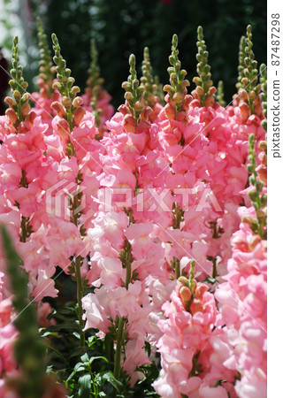 colorful Snapdragon (Antirrhinum majus) blooming in the garden background with selective focus 87487298