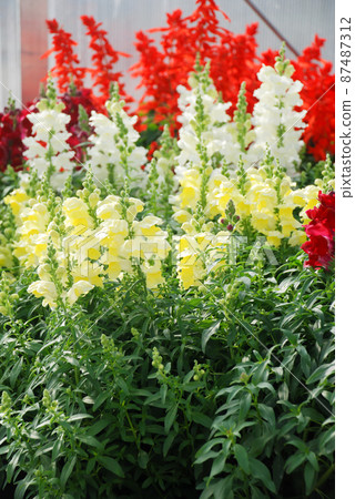colorful Snapdragon (Antirrhinum majus) blooming in the garden background with selective focus 87487312