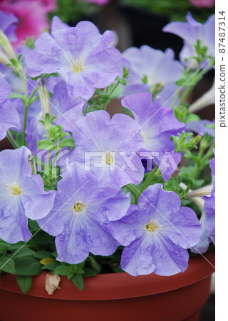 Petunia, Petunias in the tray,Petunia in the pot Petunia, Petunias in the tray,Petunia in the pot 87487314