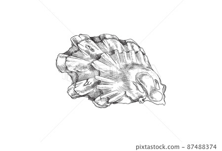 Hand drawn seashell in monochrome sketch style, vector illustration isolated on white background. Hand drawn seashell in monochrome sketch style, vector illustration isolated on white background. 87488374