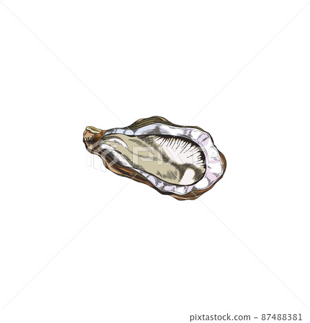Oyster mollusk farmed for food or pearls engraving vector illustration isolated. 87488381