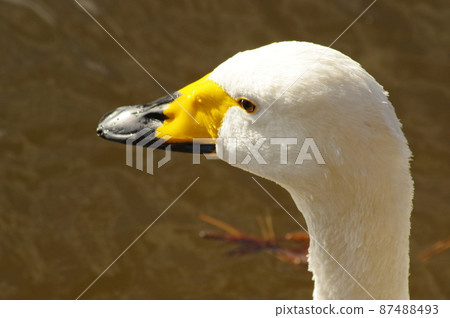 Swans overwintering in the land 87488493