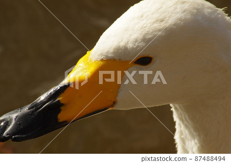 Swans overwintering in the land 87488494