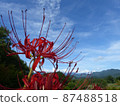 九月山村花叢孤挺花 87488518