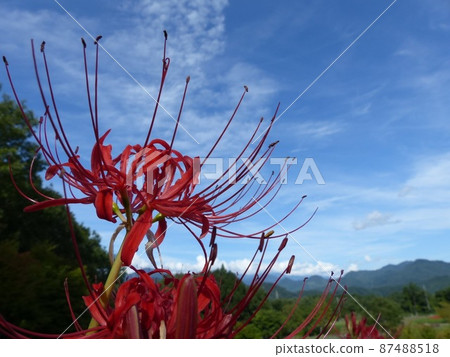 Cluster amaryllis blooming in the mountain village in September Cluster amaryllis blooming in the mountain village in September 87488518