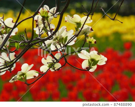 Dogwood and tulips in spring Dogwood and tulips in spring 87488890