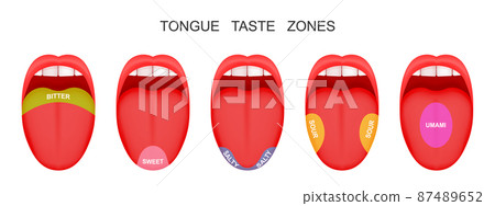 Open mouthes with sticking out tongues demonstrating bitter, sour, sweet, salty, umami flavor zones. False theory of human taste buds Open mouthes with sticking out tongues demonstrating bitter, sour, sweet, salty, umami flavor zones. False theory of human taste buds 87489652