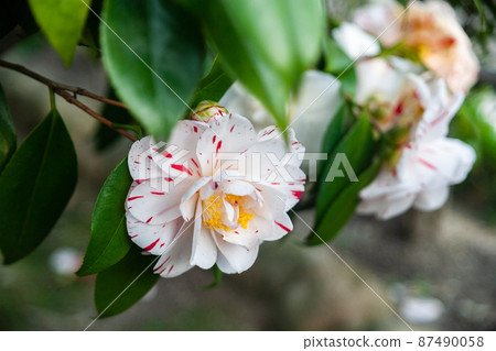 White camellia with large red White camellia with large red 87490058