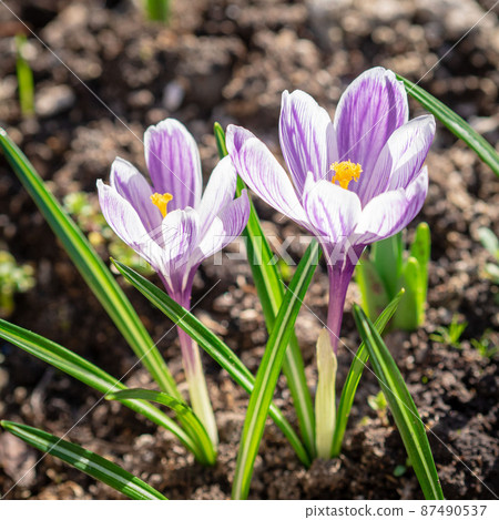 The spring awakening of nature, flowering of the first flowers, purple crocuses in sunlight The spring awakening of nature, flowering of the first flowers, purple crocuses in sunlight 87490537