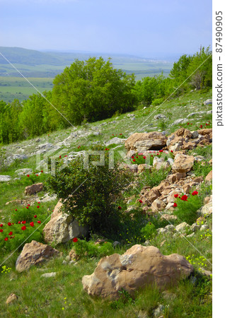 Beautiful red flowers grow in the mountains. Unusual purple plants on the background of green grass on the hills. Beautiful red flowers grow in the mountains. Unusual purple plants on the background of green grass on the hills. 87490905