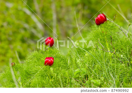 Beautiful red flowers grow in the mountains. Unusual purple plants on the background of green grass on the hills. Beautiful red flowers grow in the mountains. Unusual purple plants on the background of green grass on the hills. 87490992