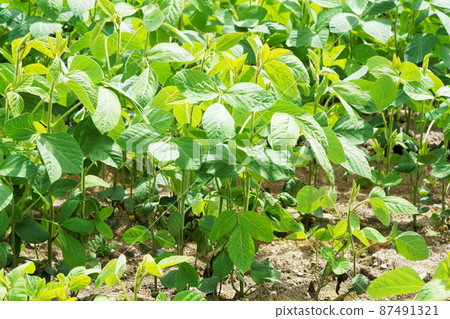Soybean field Soybean field 87491321