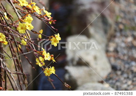 黃色冬季茉莉花的開花景觀 黃色冬季茉莉花的開花景觀 87491388