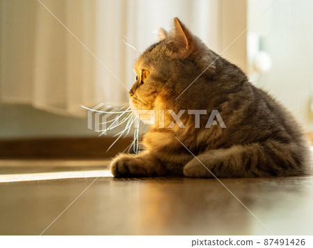 cat is lying on the floor, gaze is directed to the side, a beam of sunlight from the window, contour light, copy space cat is lying on the floor, gaze is directed to the side, a beam of sunlight from the window, contour light, copy space 87491426