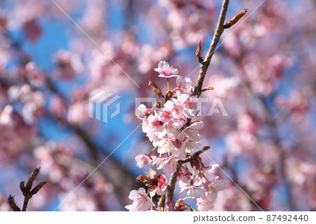 神櫻粉色花【藍天背景】 神櫻粉色花【藍天背景】 87492440